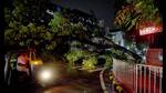 A tree fall at Vashi Sector 29. Already 84 tree falls have been recorded by Navi Mumbai Municipal Corporation since June this year. (BACHCHAN KUMAR/HT PHOTO) A tree fall at Vashi Sector 29. Already 84 tree falls have been recorded by Navi Mumbai Municipal Corporation since June this year. (BACHCHAN KUMAR/HT PHOTO)