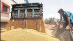India is the world’s second-largest wheat grower. (ANI) India is the world’s second-largest wheat grower. (ANI)