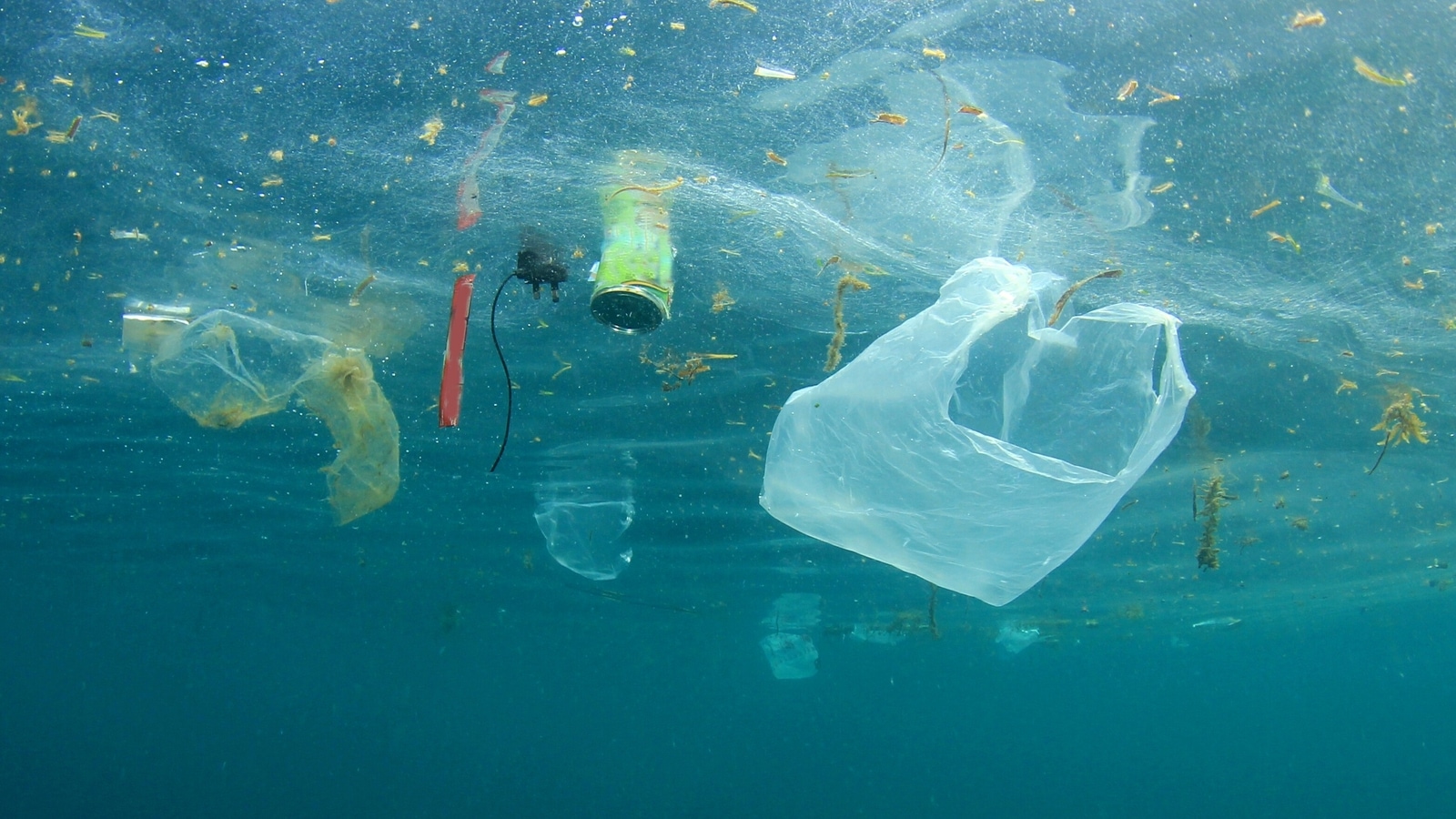 Single-use plastics ban: An enormous leap in direction of a greater planet