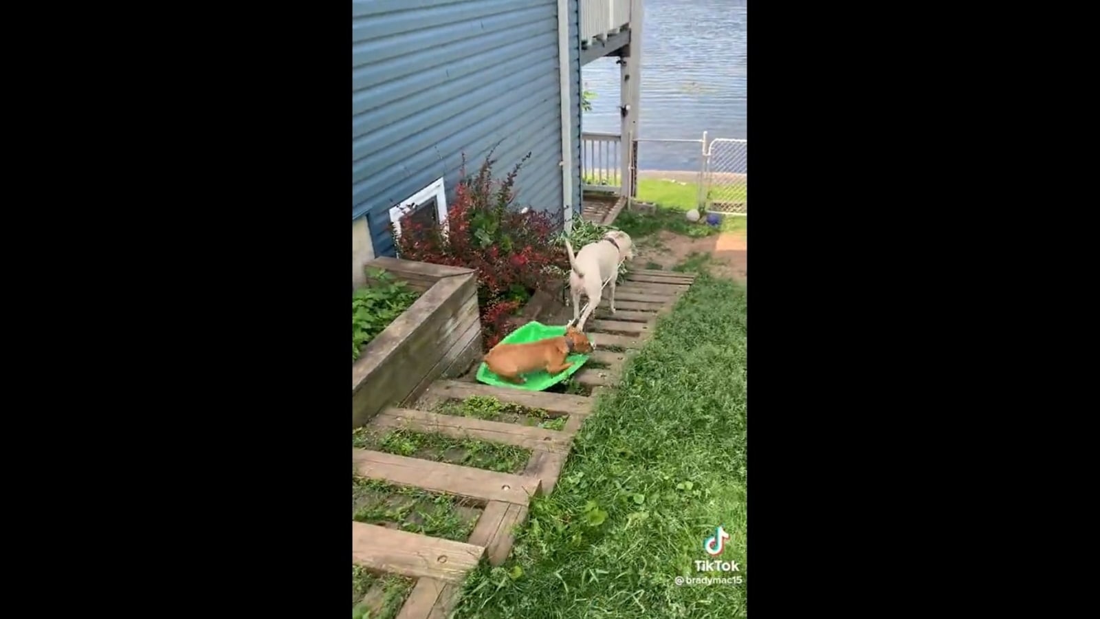 Can Dogs Go Down Stairs