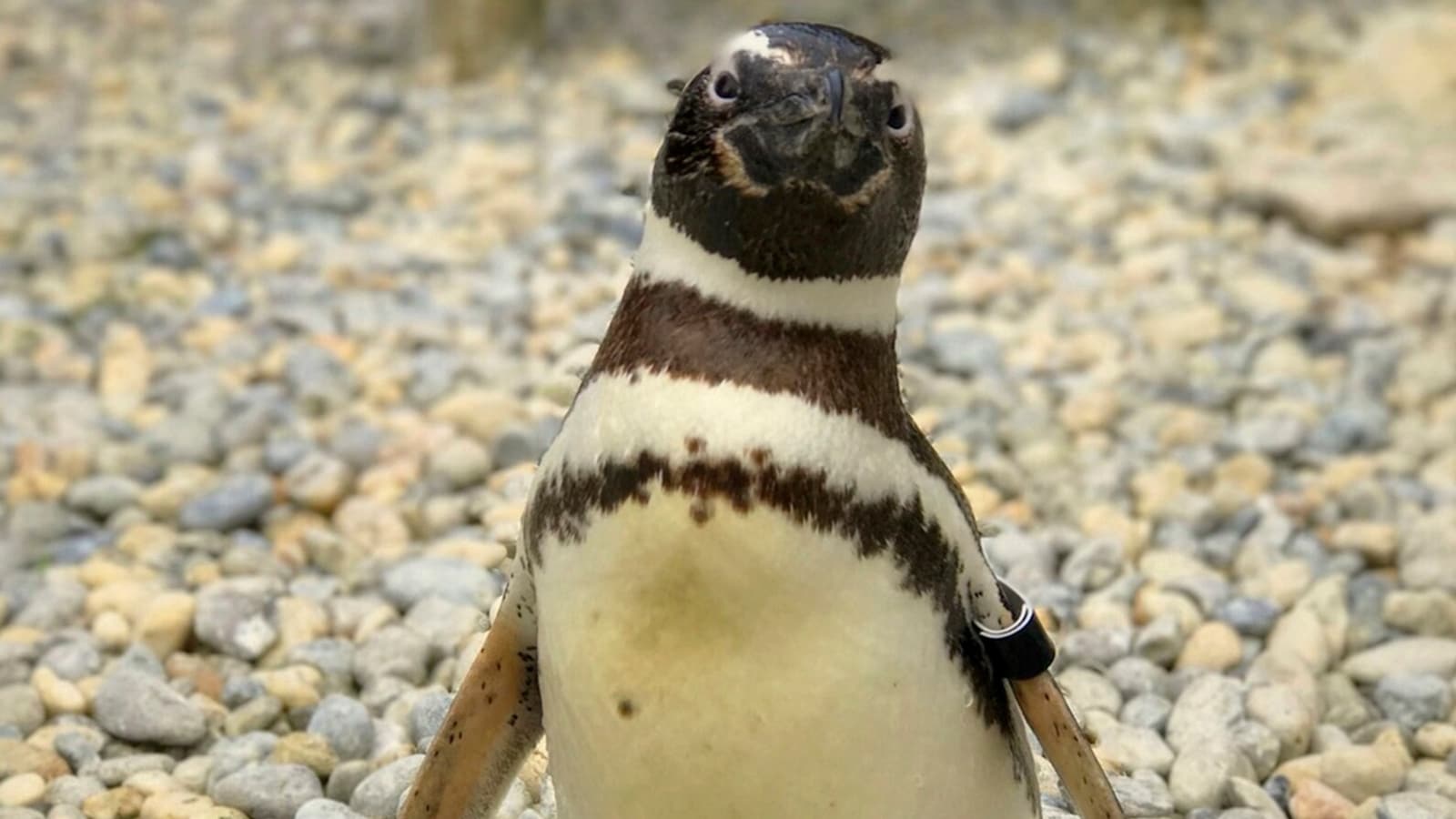 You are currently viewing Oldest Magellanic penguin dies in US zoo. He was 40, had 26 kids, 31 grandkids