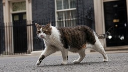 Larry the cat walks outside of 10 Downing Street in London, on July 7, 2022.&nbsp;