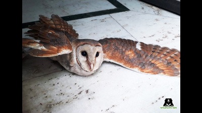 Barn Owl that had collided with a wall was rescued and treated for an injury in its right wing. (SOURCED) Barn Owl that had collided with a wall was rescued and treated for an injury in its right wing. (SOURCED)
