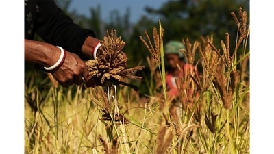 A woman harvests marua, a type of millet used to brew Eu, the local liquor. Her shakha-pola (white and red bangles typically worn by Bengali women) indicate the infusion of Bengali culture in the Toto way of life. (Abhijit AA / Totos of Totopara) A woman harvests marua, a type of millet used to brew Eu, the local liquor. Her shakha-pola (white and red bangles typically worn by Bengali women) indicate the infusion of Bengali culture in the Toto way of life. (Abhijit AA / Totos of Totopara)