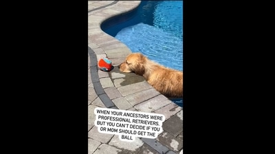 The golden retriever dog refused to come out of a pool to fetch a ball. (hudsonbegood/Instagram) The golden retriever dog refused to come out of a pool to fetch a ball. (hudsonbegood/Instagram)