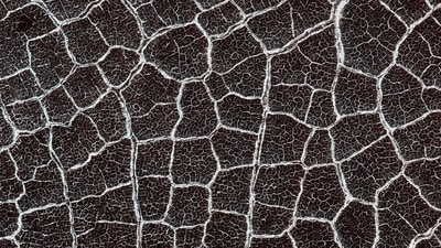 Nasa's ‘alligator scales or a spider web’ post has created a buzz on Instagram. (Instagram/@nasa) Nasa's ‘alligator scales or a spider web’ post has created a buzz on Instagram. (Instagram/@nasa)
