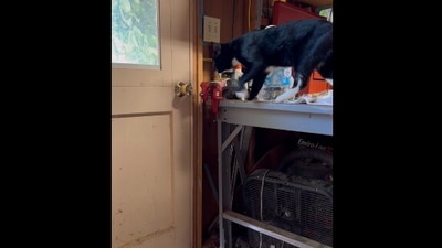 The image, taken from the viral Reddit video, shows the cat in front of a locked door. (Reddit/@foflexity)