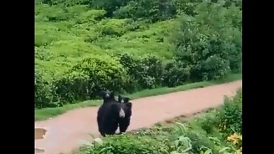 The image, taken from the Twitter video, shows the mama bear with her cubs in Nilgiris. (Twitter/@supriyasahuias)