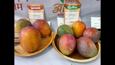 Red coloured mango varieties at the Lucknow Aam Mahotsav that concluded on Thursday (HT photo) Red coloured mango varieties at the Lucknow Aam Mahotsav that concluded on Thursday (HT photo)