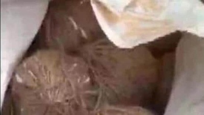 Prayagraj police said crude bombs are preferred by criminals as cops cannot recover it once they explode. (Pic for representation) Prayagraj police said crude bombs are preferred by criminals as cops cannot recover it once they explode. (Pic for representation)