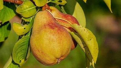 Cholesterol lowering activity: Pears have high content of pectin, which lowers levels of LDL, triglycerides and VLDL thereby reducing risk of high cholesterol. (Pixabay) Cholesterol lowering activity: Pears have high content of pectin, which lowers levels of LDL, triglycerides and VLDL thereby reducing risk of high cholesterol. (Pixabay)