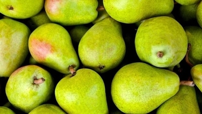 Sweet, cruncy and delicious, pear is a wonder fruit that must be included in everyone's diet. It not only helps ease constipation but also controls your blood sugar levels. Nutritionist Lovneet Batra talks about many benefits of this humble fruit. (Pixabay) Sweet, cruncy and delicious, pear is a wonder fruit that must be included in everyone's diet. It not only helps ease constipation but also controls your blood sugar levels. Nutritionist Lovneet Batra talks about many benefits of this humble fruit. (Pixabay)