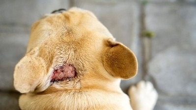 Skin diseases due to fungal infection: Generally, fungal infection develops in areas of the body which retain moisture like between the toes of the paw. It is characterized by discolouration, discharge, or a foul smell from the skin. Minor cases can be cured with the help of medicated baths and treatment but severe cases require more interventions. Given that pets are prone to fungal infections during monsoon, they must be kept as dry as possible. Proper care must be taken of the paws. It is the paw that comes in direct contact with the ground full of viruses, bacteria and fungi. Hence, washing their paws thoroughly along with drying and oiling them properly after every walk becomes more important than ever to prevent any skin infections and digestive issues. (Pinterest) Skin diseases due to fungal infection: Generally, fungal infection develops in areas of the body which retain moisture like between the toes of the paw. It is characterized by discolouration, discharge, or a foul smell from the skin. Minor cases can be cured with the help of medicated baths and treatment but severe cases require more interventions. Given that pets are prone to fungal infections during monsoon, they must be kept as dry as possible. Proper care must be taken of the paws. It is the paw that comes in direct contact with the ground full of viruses, bacteria and fungi. Hence, washing their paws thoroughly along with drying and oiling them properly after every walk becomes more important than ever to prevent any skin infections and digestive issues. (Pinterest)
