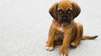 "Monsoons have always been the season of health concerns amongst people. And just like us, even our pets are prone to contract several diseases and infections during the rainy season. And with the onset of rains, pet parents need to be more careful than ever to ensure the health and hygiene of their four-legged friend," says Dr Shantanu Kalambi, Chief Veterinarian, Supertails. (Pixabay) "Monsoons have always been the season of health concerns amongst people. And just like us, even our pets are prone to contract several diseases and infections during the rainy season. And with the onset of rains, pet parents need to be more careful than ever to ensure the health and hygiene of their four-legged friend," says Dr Shantanu Kalambi, Chief Veterinarian, Supertails. (Pixabay)