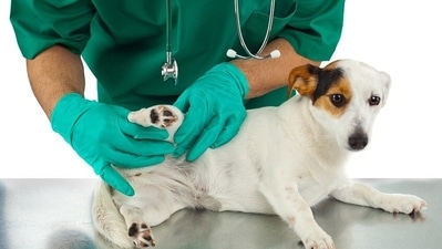 Diseases caused by ticks and fleas: Ticks and fleas are the most bothersome parasites that live in warm, humid weather conditions. They are responsible for causing a wide range of dangerous diseases in pets. Most commonly they cause tick fever and flea bite allergies or flea allergic dermatitis which requires proactive treatment with the help of spot-ons and sprays. In the worst cases, tick fever can lead to kidney failure as well. Hence, pet parents must closely look for such parasites and take suitable measures to protect their pets from them. Keeping your pet’s resting area clean and tidy is the first step in inhibiting the fostering of any insect-like ticks, fleas, bugs, and mosquitoes. Dry bedding must be ensured and should be replaced frequently. To avoid the menace of parasites, preventive measures must be taken. Anti-tick shampoos must be used along with anti-tick sprays and spot-on solutions that are effective in killing ticks and fleas. (Pixabay) Diseases caused by ticks and fleas: Ticks and fleas are the most bothersome parasites that live in warm, humid weather conditions. They are responsible for causing a wide range of dangerous diseases in pets. Most commonly they cause tick fever and flea bite allergies or flea allergic dermatitis which requires proactive treatment with the help of spot-ons and sprays. In the worst cases, tick fever can lead to kidney failure as well. Hence, pet parents must closely look for such parasites and take suitable measures to protect their pets from them. Keeping your pet’s resting area clean and tidy is the first step in inhibiting the fostering of any insect-like ticks, fleas, bugs, and mosquitoes. Dry bedding must be ensured and should be replaced frequently. To avoid the menace of parasites, preventive measures must be taken. Anti-tick shampoos must be used along with anti-tick sprays and spot-on solutions that are effective in killing ticks and fleas. (Pixabay)