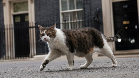 Larry the cat walks outside of 10 Downing Street in London, on July 7, 2022.&nbsp;(REUTERS)