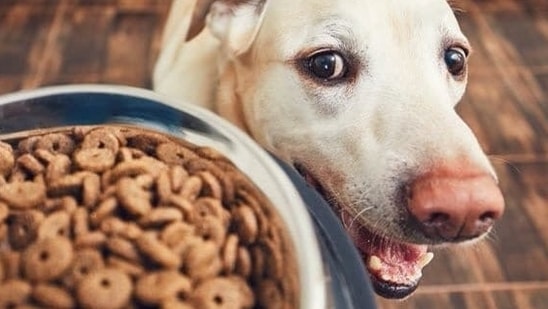 Digestive issues due to giardiasis and GI parasites: Giardiasis is caused by the protozoan found in soil that makes its way into your pet’s gut when they consume infected soil. It can lead to digestive upsets like diarrhoea and vomiting. On the other hand, GI parasites can spread through the stools of infected animals. They get ingested into your pets’ system during walks. Pet parents can recognize these diseases through the presence of worms in stools or if the pet is suffering from diarrhoea or vomiting profusely. In such cases, it is important to consult the vet, especially if worms are found in stools or vomit. Apart from this, regular deworming must be done under the supervision of vets. It is highly advisable to clean their paws for hygiene purposes after the walk as pets have the habit of licking them.(Pinterest)