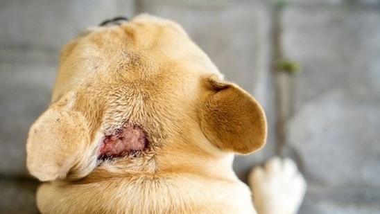 Skin diseases due to fungal infection: Generally, fungal infection develops in areas of the body which retain moisture like between the toes of the paw. It is characterized by discolouration, discharge, or a foul smell from the skin. Minor cases can be cured with the help of medicated baths and treatment but severe cases require more interventions. Given that pets are prone to fungal infections during monsoon, they must be kept as dry as possible. Proper care must be taken of the paws. It is the paw that comes in direct contact with the ground full of viruses, bacteria and fungi. Hence, washing their paws thoroughly along with drying and oiling them properly after every walk becomes more important than ever to prevent any skin infections and digestive issues.(Pinterest)