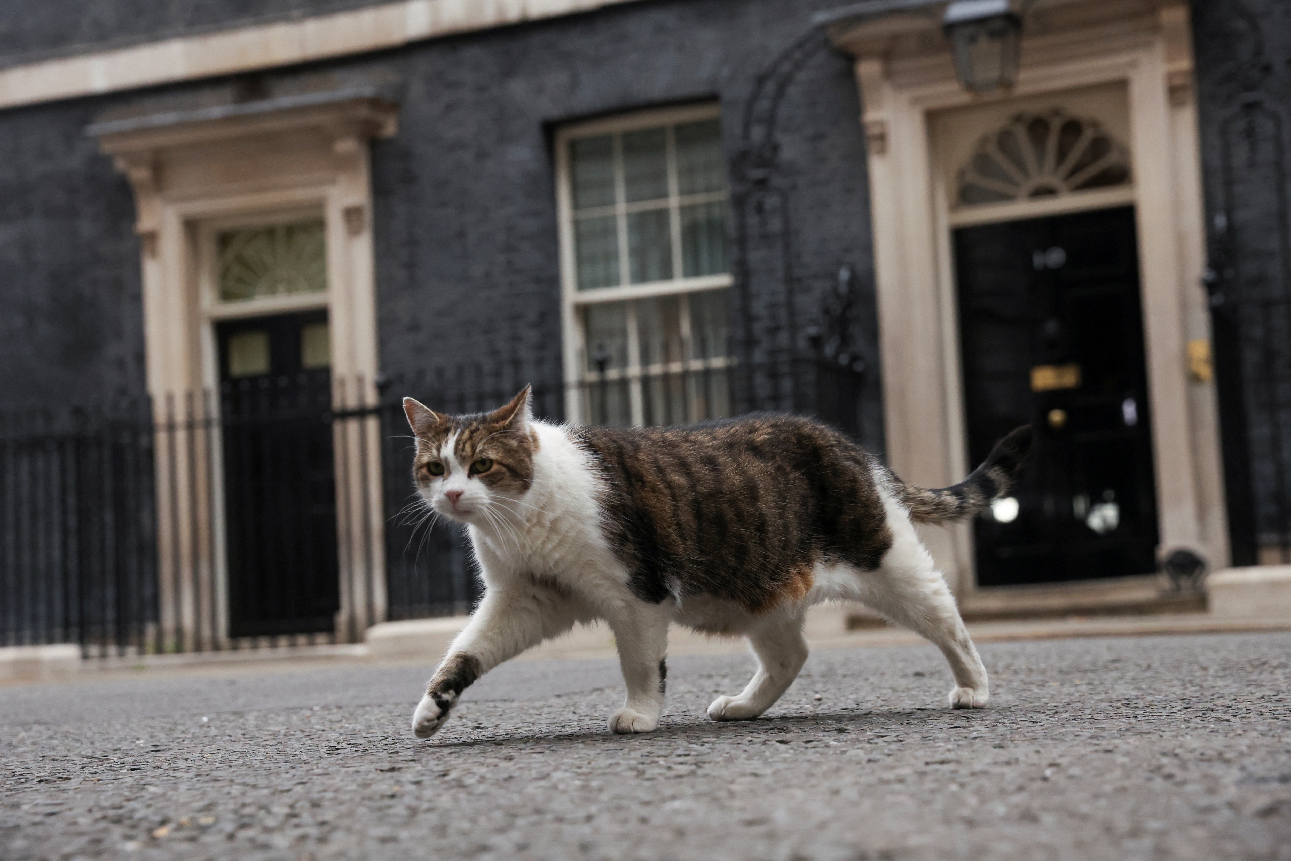 Larry the cat walks outside of 10 Downing Street in London, on July 7, 2022.&nbsp; (REUTERS)
