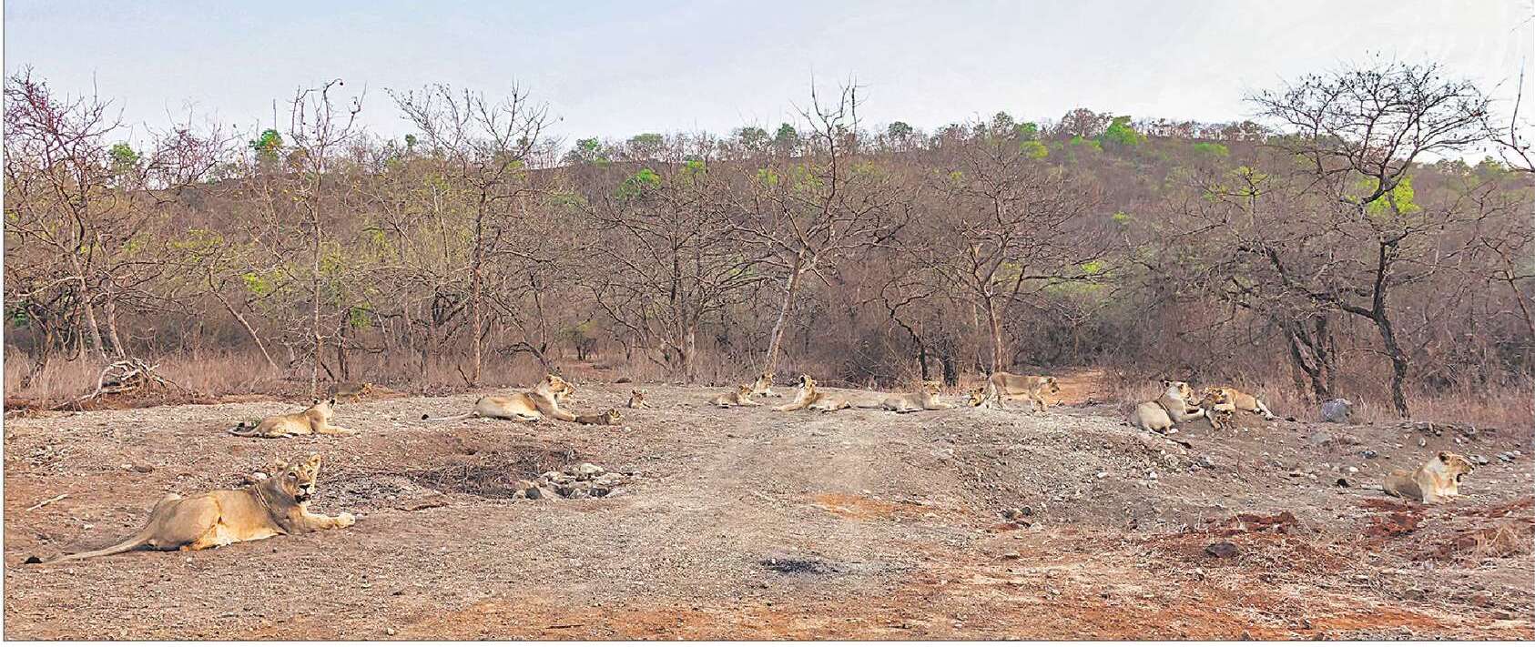 Two prides of lions, consisting of 18 Asiatic Lions, at Gir National Park. (Photo courtesy: &nbsp;Preeti Pandya)