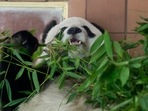 Giant panda Shuan Shuan eats bamboo in her inclosure at the Chapultepec Zoo in Mexico City.(AP) Giant panda Shuan Shuan eats bamboo in her inclosure at the Chapultepec Zoo in Mexico City.(AP)