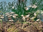 Hundreds of dead fish turn up in Najafgarh drain, DPCC collects water samples(PTI) Hundreds of dead fish turn up in Najafgarh drain, DPCC collects water samples(PTI)