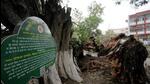The tree that claimed the life of a Carmel Convent student on Friday is 250 years old, as per the heritage plaque installed by the UT administration on the school campus in Sector 9, Chandigarh. (Ravi Kumar/HT) The tree that claimed the life of a Carmel Convent student on Friday is 250 years old, as per the heritage plaque installed by the UT administration on the school campus in Sector 9, Chandigarh. (Ravi Kumar/HT)