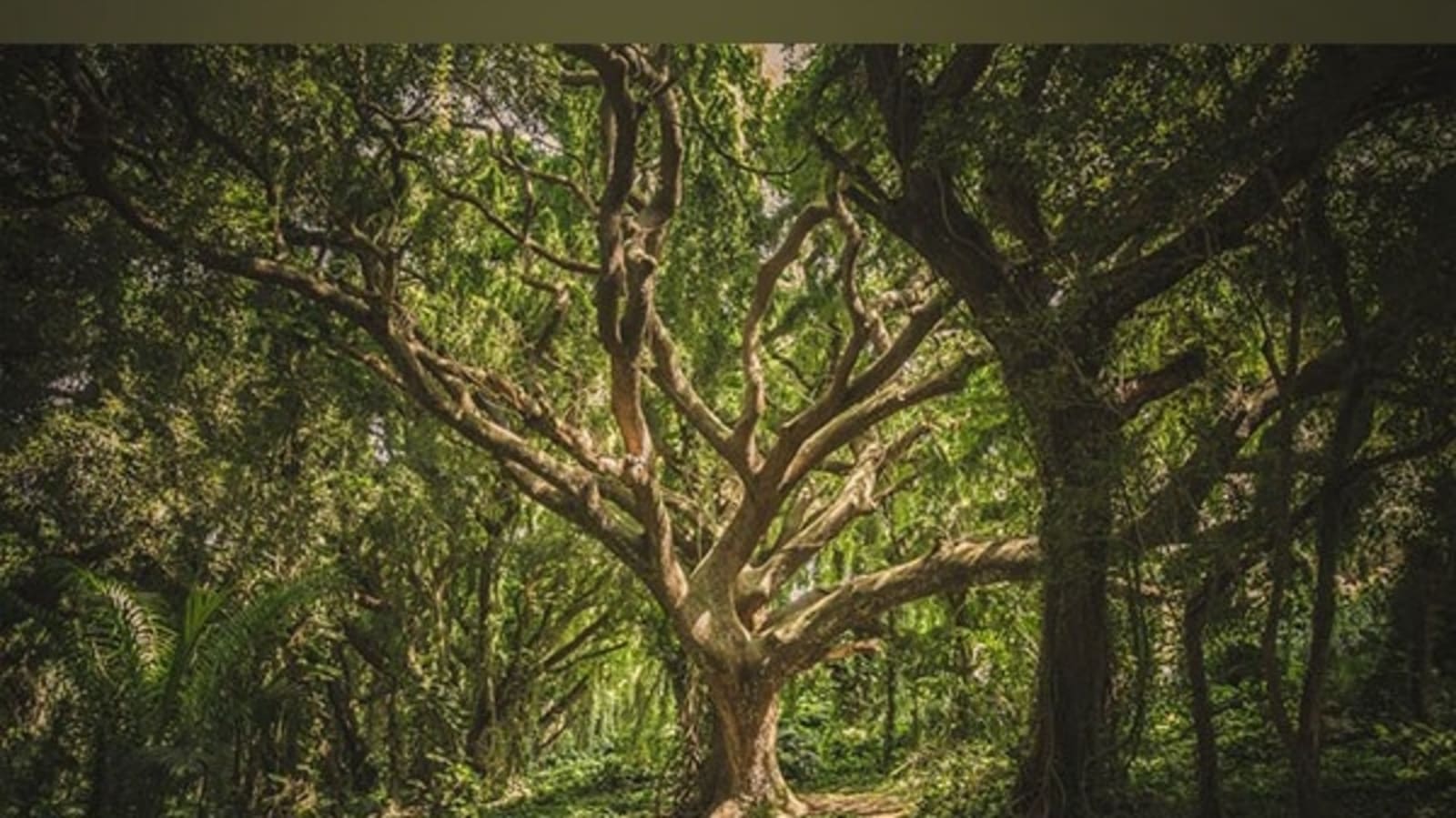 Researchers rediscover oak tree thought to be extinct