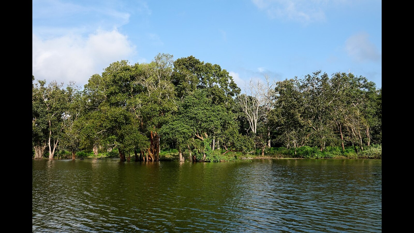 Which trees are our trees? Shades of green in India TrendRadars India