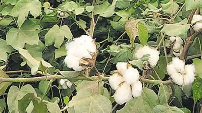 As per data from the Punjab agriculture department, this year 2.47 lakh hectare area of eight districts was covered with the cash crop. This year, it was 4,000 hectares less than the area under cultivation in 2021-22 when 2.51 lakh hectares were used to sow cotton. (HT File Photo/ Representational image) As per data from the Punjab agriculture department, this year 2.47 lakh hectare area of eight districts was covered with the cash crop. This year, it was 4,000 hectares less than the area under cultivation in 2021-22 when 2.51 lakh hectares were used to sow cotton. (HT File Photo/ Representational image)