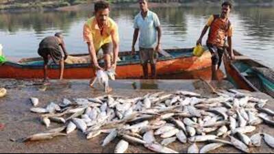Under the river ranching campaign, the target in 100 days was 5 lakh fish seeds in 12 districts – Bijnore, Amroha, Bulandshahr, Badaun, Hardoi, Kanpur, Prayagraj, Kaushambi, Mirzapur, Varanasi and Gazipur and the total fish seeds accumulated were 5.20 lakh, Sanjay Kumar Nishad, the minister for fisheries development said. (FOR REPRESENTATION PURPOSE)