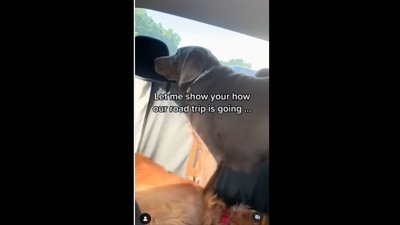 The Labrador did this after a golden retriever refused to share its seat. &nbsp; (enzosgoldenadventure/Instagram)