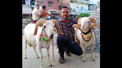 Gayasuddin with his rams. (HT) Gayasuddin with his rams. (HT)