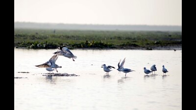 Brown-headed gulls at Mangalajodi wetland, a part of Chilika Lake, Odisha (Arabinda Mahapatra / Hindustan Times) Brown-headed gulls at Mangalajodi wetland, a part of Chilika Lake, Odisha (Arabinda Mahapatra / Hindustan Times)