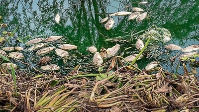 Hundreds of dead fish turn up in Najafgarh drain, DPCC collects water samples (PTI) Hundreds of dead fish turn up in Najafgarh drain, DPCC collects water samples (PTI)