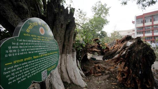The tree that claimed the life of a Carmel Convent student on Friday is 250 years old, as per the heritage plaque installed by the UT administration on the school campus in Sector 9, Chandigarh. (Ravi Kumar/HT)