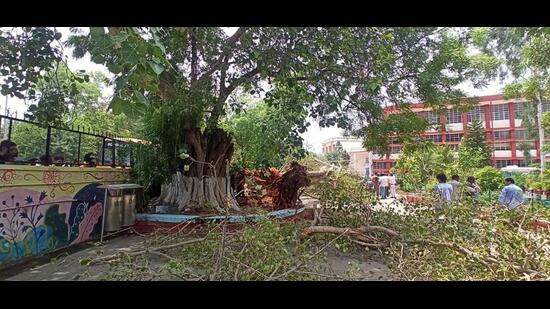 The peepal tree that fell was declared a heritage tree by the Chandigarh administration. It is stated to be 250 years old and 70 feet tall. (Ravi Kumar/HT)