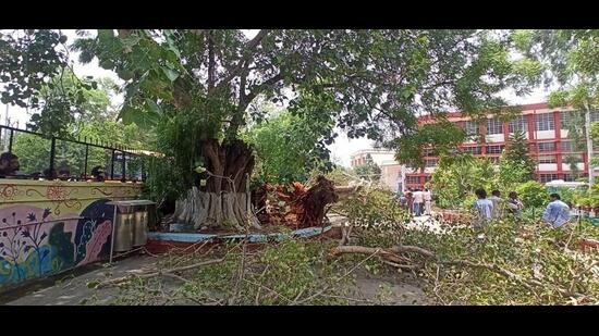 The peepal tree that fell was declared a heritage tree by the Chandigarh administration. It is stated to be 250 years old and 70 feet tall. (Ravi Kumar/HT) The peepal tree that fell was declared a heritage tree by the Chandigarh administration. It is stated to be 250 years old and 70 feet tall. (Ravi Kumar/HT)