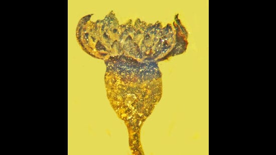 이른 꽃.  미얀마의 9900만년 된 호박에서 발견된 속씨식물 화석.  (Poinar Jr., et al.)