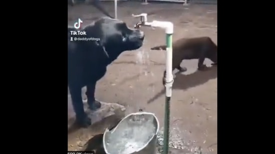 A screengrab of the video of a dog turning off the tap after drinking water. (@ipskabra/Twitter) A screengrab of the video of a dog turning off the tap after drinking water. (@ipskabra/Twitter)