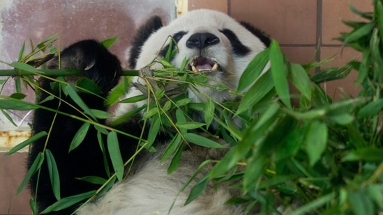 Giant panda Shuan Shuan eats bamboo in her inclosure at the Chapultepec Zoo in Mexico City.(AP)