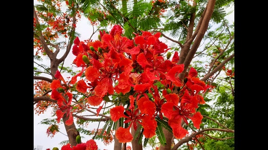 The gulmohar, a common and beloved sight in India’s cities, is a British-era import from Madagascar. (Shutterstock)
