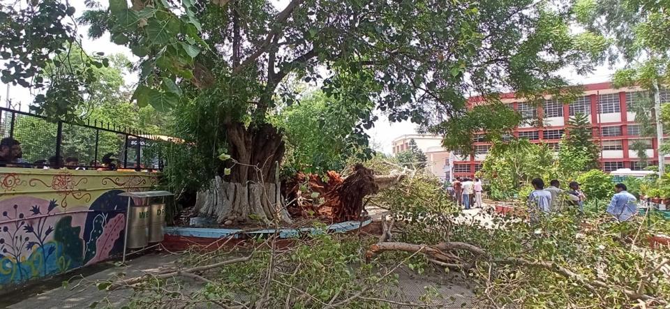 The peepal tree that fell was declared a heritage tree by the Chandigarh administration. It is stated to be 250 years old and 70 feet tall. (Ravi Kumar/HT) The peepal tree that fell was declared a heritage tree by the Chandigarh administration. It is stated to be 250 years old and 70 feet tall. (Ravi Kumar/HT)