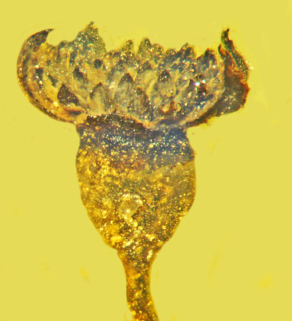 An early flower. A fossil of an angiosperm found in 99-million-year-old amber in Myanmar. (Poinar Jr et al) An early flower. A fossil of an angiosperm found in 99-million-year-old amber in Myanmar. (Poinar Jr et al)