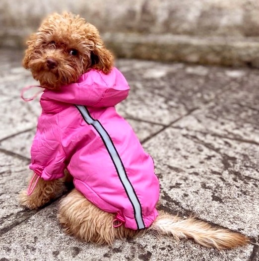 Pet raincoats start at  ₹350. (HT Photo)