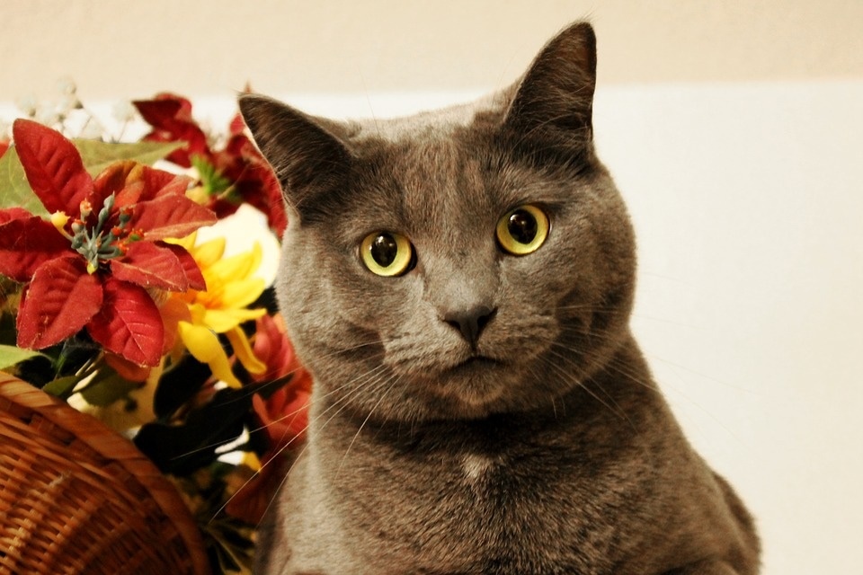 The veterinarian advises pet parents to keep their canine or feline companions away from a couple of unsafe houseplants.(Pixabay)