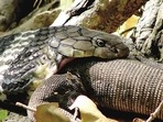 A king cobra in the Corbett Tiger Reserve (Representational image)