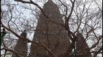The Bodhi tree at Bodh Gaya. (HT archive) The Bodhi tree at Bodh Gaya. (HT archive)