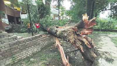 The chir pine tree damaged the boundary wall of Government Model Middle School, Pocket 10, Manimajra, while narrowly missing the building. (Sant Arora/HT) The chir pine tree damaged the boundary wall of Government Model Middle School, Pocket 10, Manimajra, while narrowly missing the building. (Sant Arora/HT)