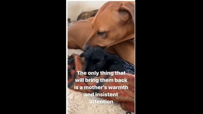 A screengrab of the video of a dog that provided love and affection to a lamb. (goodnews_movement/Instagram) A screengrab of the video of a dog that provided love and affection to a lamb. (goodnews_movement/Instagram)